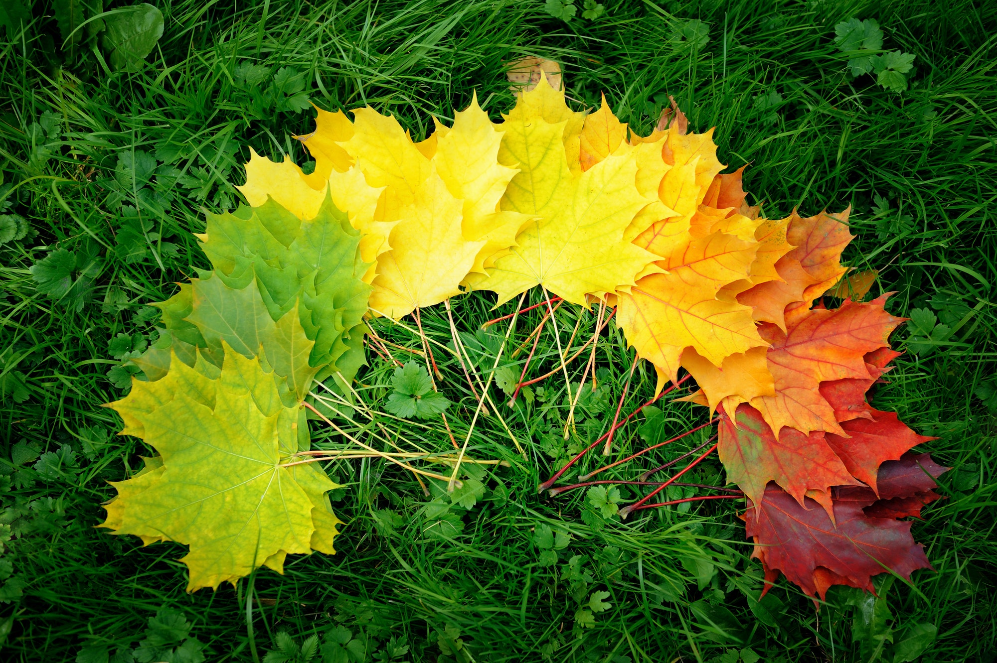 Autumn leafs colorful rainbow color gradient